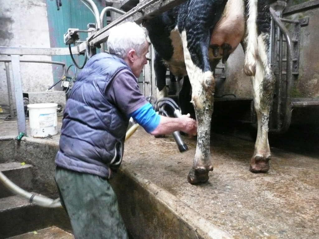 milking 003